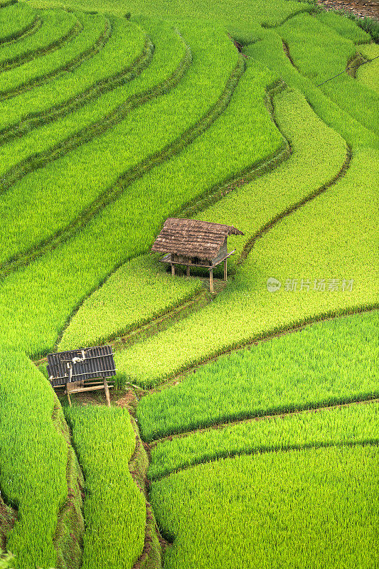 美丽的风景，绿色的稻田准备在越南西北部的梯田日落山在木仓寨，Yen Bai，越南